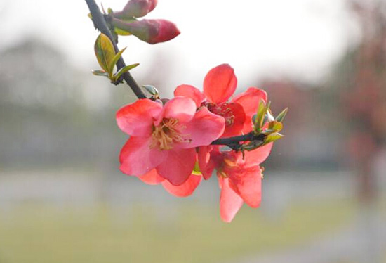 春至<a data-cke-saved-href=http://www.sdomick.com href=http://www.sdomick.com target=_blank class=infotextkey>欧米奇</a>