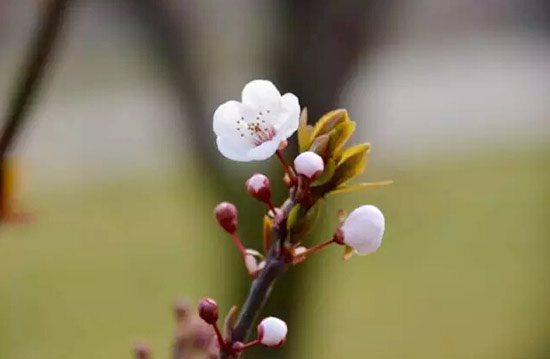 春至<a data-cke-saved-href=http://www.sdomick.com href=http://www.sdomick.com target=_blank class=infotextkey>欧米奇</a>